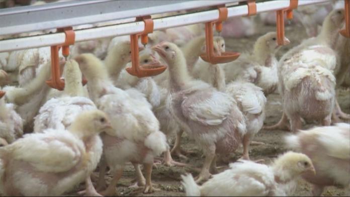 POZOR: Veterináři varují před novým ohniskem ptačí chřipky!