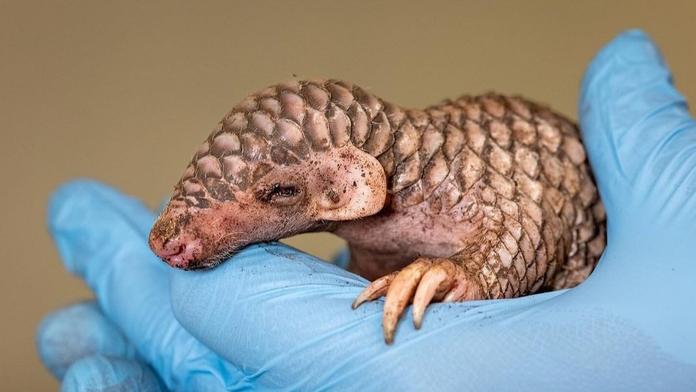 V Zoo Praha se narodilo druhé mládě luskouna v Evropě