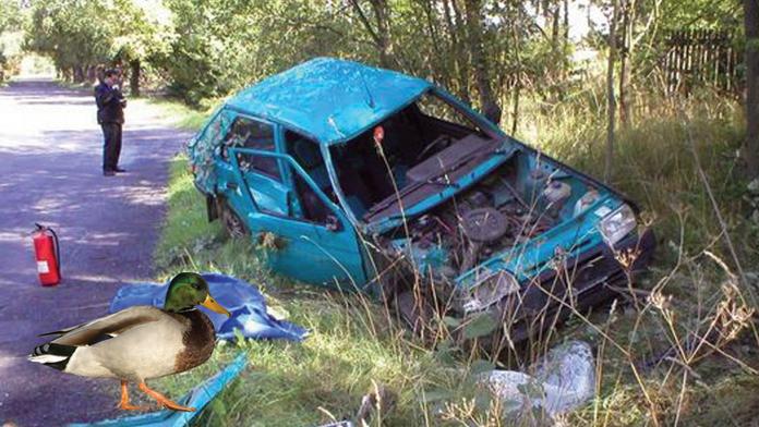 Vrazila na silnici do hejna kachen. Skončila v poli na střeše