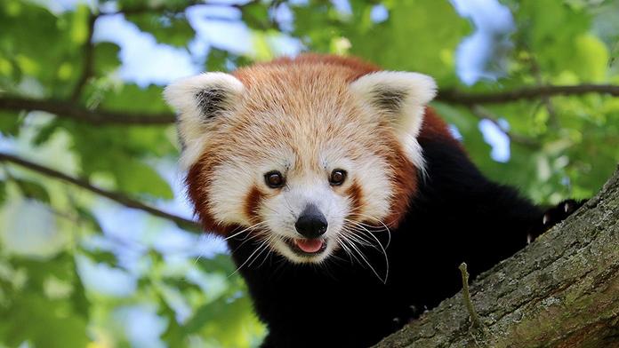 Chlupáč na útěku! Z plzeňské zoo uprchla panda červená