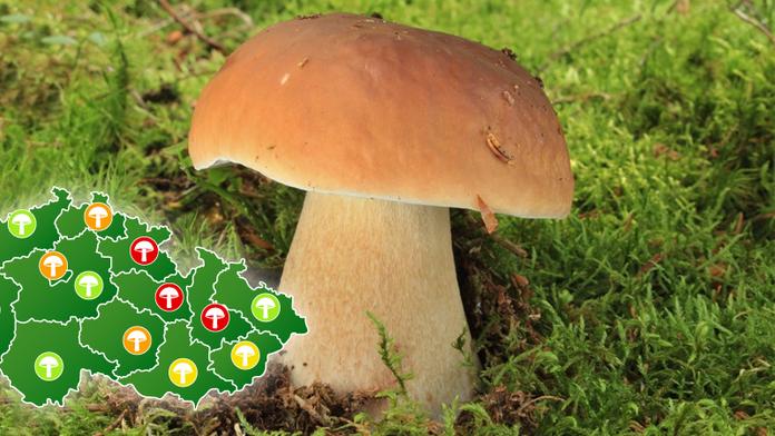 Konečně rostou, jásají houbaři: MAPA, kde nasbíráte plné košíky!