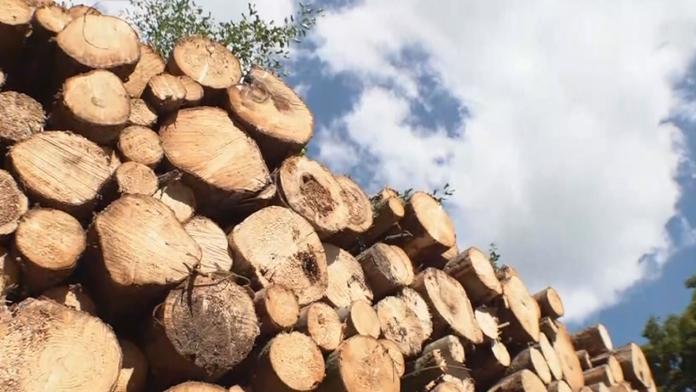 O palivové dříví je obrovský zájem. Kde ho teď seženete a za kolik?