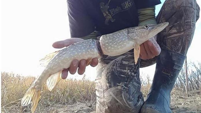 Adama čekal šok! Ulovil štiku, která vyrostla v plastovém odpadu