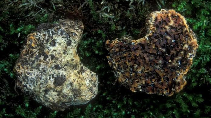 Seslička poduškovitá (Sedecula pulvinata)