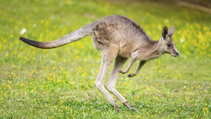 Ošetřovatelku v plzeňské zoo napadl klokan. Skončila v nemocnici