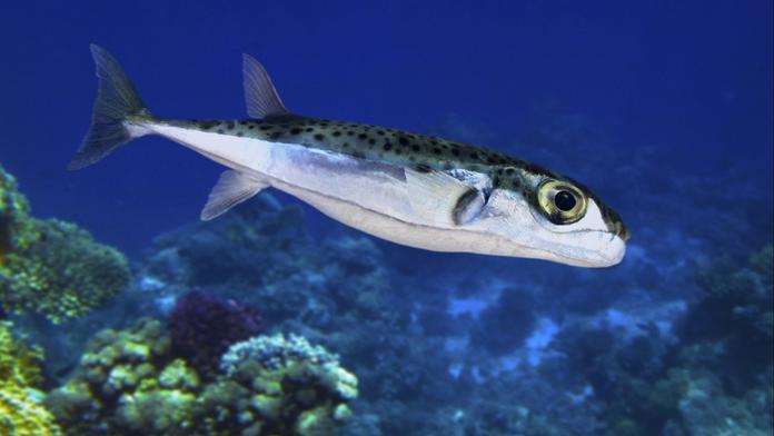 Čtverzubec stříbropásý (Lagocephalus sceleratus)