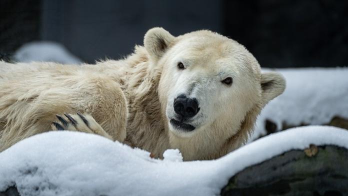 Samice medvěda ledního Berta ze Zoo Praha