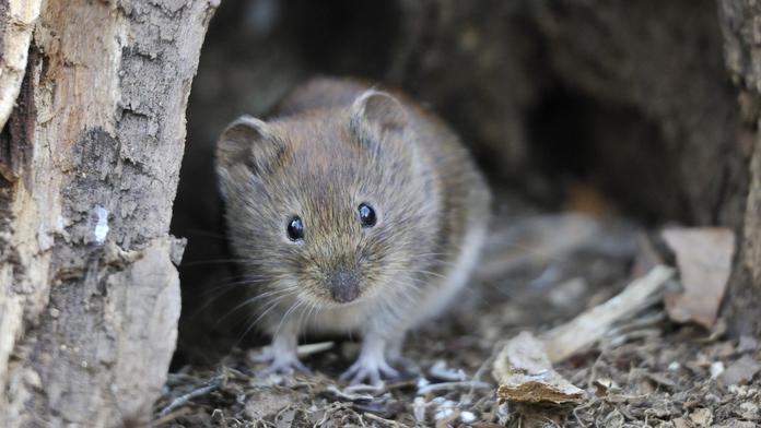 Odborníci objevili nový koronavirus. Narazili na něj u běžných hlodavců