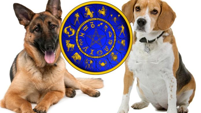 VELKÝ PSÍ HOROSKOP: Co letos čeká vašeho čtyřnohého mazlíčka?