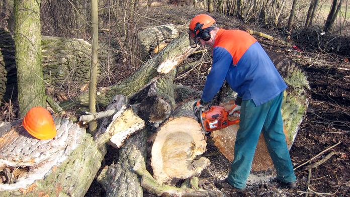 Důchodce pokácel strom přímo na kamaráda, zabil ho
