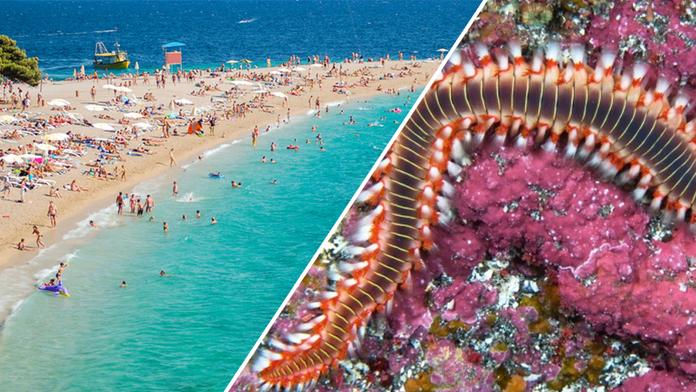 Chorvatsko dál děsí ohniví červi! Místní se jich bojí, turisté nic neřeší