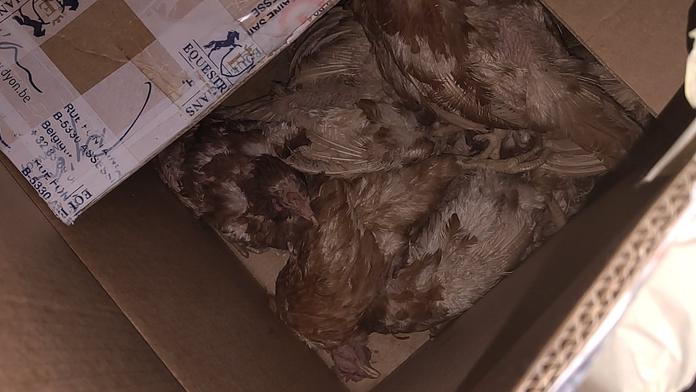 Žena chtěla zachránit slepice z klecí. Při nevhodné přepravě skoro všechny zahynuly