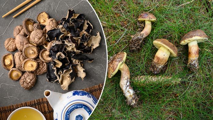 Test sušených hub: Téměř všechny obsahovaly těžké kovy a pesticidy