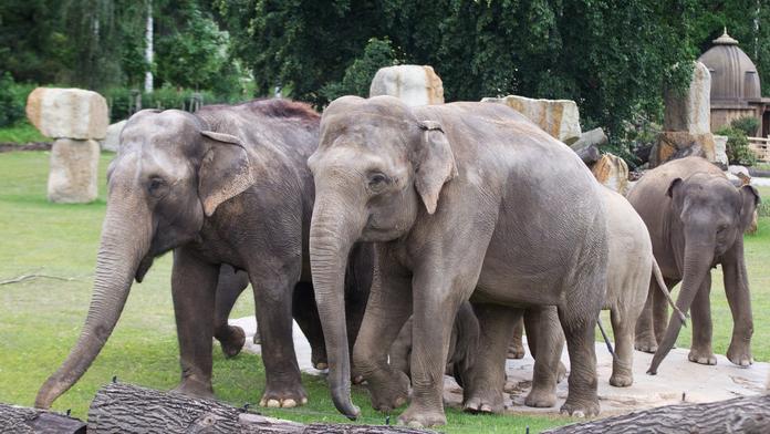 80. let slonů v Zoo Praha: Co všechno je připraveno pro návštěvníky?