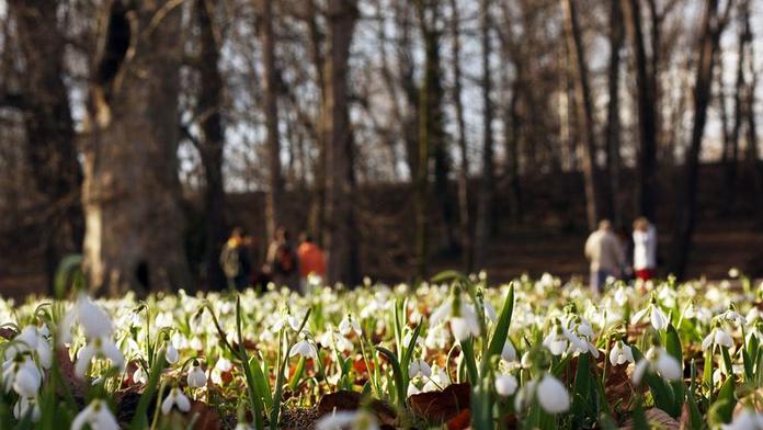 Teplé, nebo studené? Meteorologové už tuší, jaké bude letošní jaro