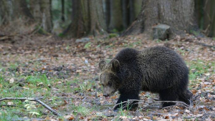 Na Valašsku řádí medvídě. Chová se divně kvůli matce, tvrdí expert