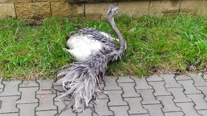 Zraněný pštros v Hlinsku