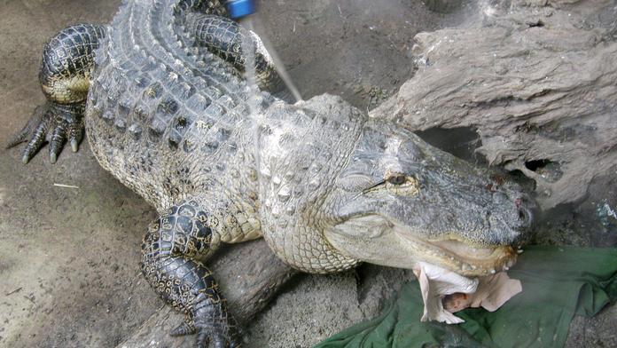 ZOO Zlín rozšiřuje chov aligátorů, získala samce z Turecka