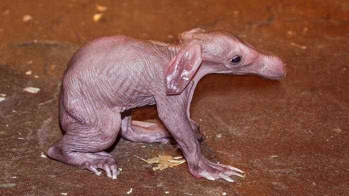 Smutná zpráva: Nejsledovanější mláďátko pražské zoo umřelo