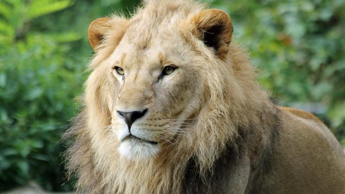 Ošetřovatel v zoo se chtěl pochlubit, jak to umí se lvem. Zvíře ho usmrtilo