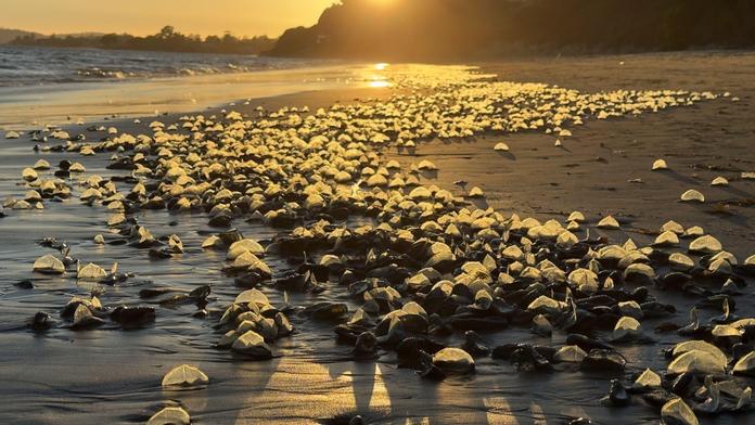 By-the-Wind Sailor (Velella Velella)