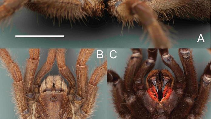 Vědci objevili "jednorožce". Nový druh tarantule má na zádech roh