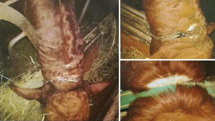 Horor na farmě. Zvířata měla řetězy zarostlé do krku