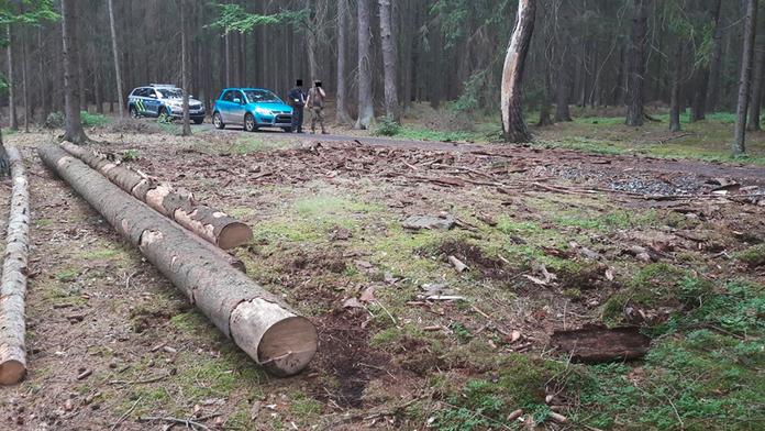 Krádež dřeva přímo z lesa. Zloděj způsobil téměř 300tisícovou škodu