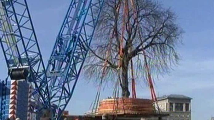 Kvůli obchodnímu centru stěhují obří kaštan