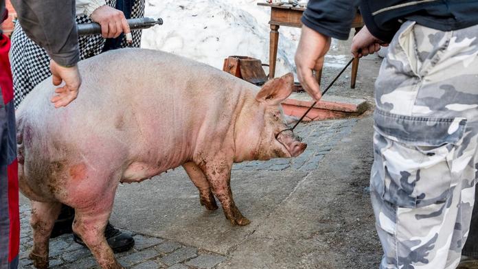 Veterinární správa ruší domácí zabíjačky. Obává se afrického moru prasat