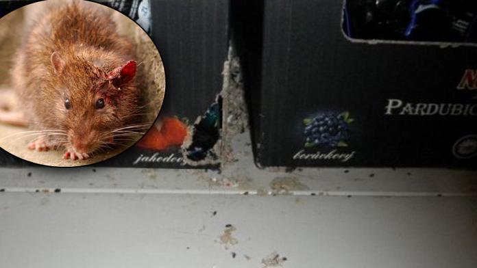 Prodejny plné myší! Inspektoři zavřeli hned TŘI provozovny, problémy mělo i Penny