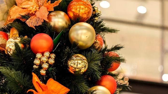 Chcete netradiční vánoční stromek? Pořiďte si ten v květináči