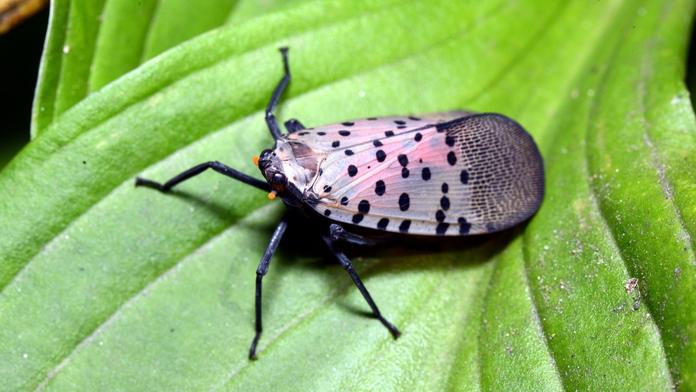 Lycorma delicatula