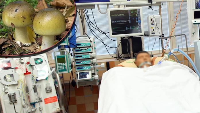Houby mají první oběť! Muž si pochutnal na muchomůrce a nepřežil to
