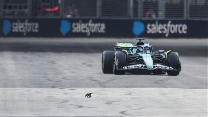 Chaos při tréninku Formule 1. Po trati se mezi monoposty proháněl varan