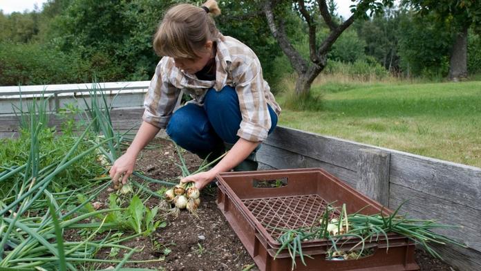 Farmáři došla trpělivost s cenami. Rozdává zdarma stovky tun úrody