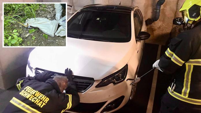 Pomoc, máme tu hada! Hasiči rodině museli rozebrat auto, kvůli užovce
