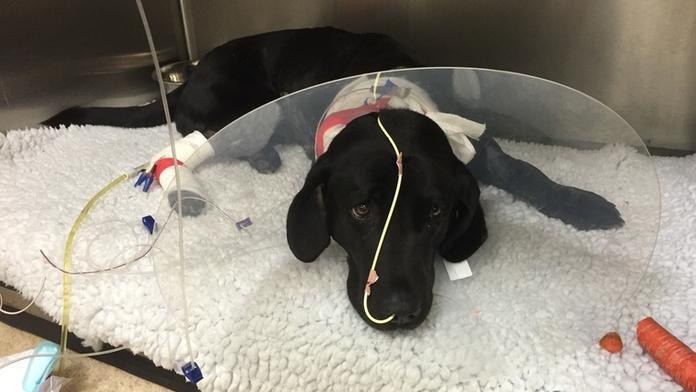Záhadná nemoc požírá psy zaživa, veterináři jsou v koncích