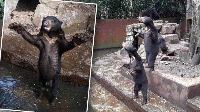 Šokující VIDEO: Vyhublí medvědi prosí návštěvníky zoo o jídlo!