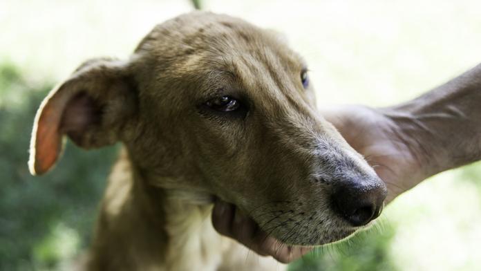 Polsko hlásí nové případy vztekliny. Veterináři objevili hned dvě ohniska
