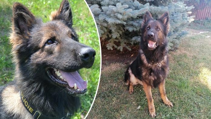 Psí hrdina Majk opět zazářil! Tentokrát zachránil život ztracenému seniorovi