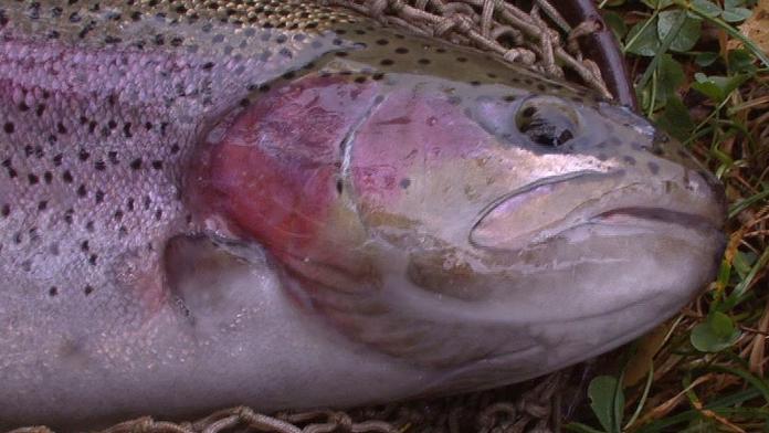 Tohle jíme! Inspektoři našli toxické pstruhy i salám s listerií