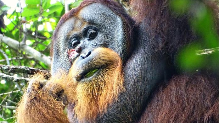 Orangutan si sám vyléčil zranění na hlavě, něco takového vědci ještě neviděli