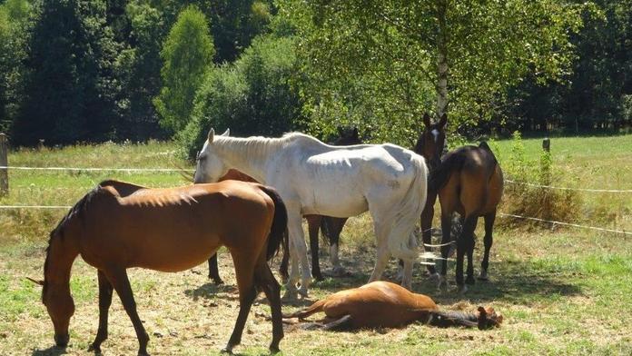 Bez žrádla, vody i stínu. Veterináři odebrali ženě stádo zbídačených koní