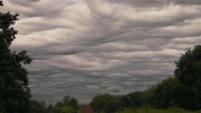 Undulatus asperatus