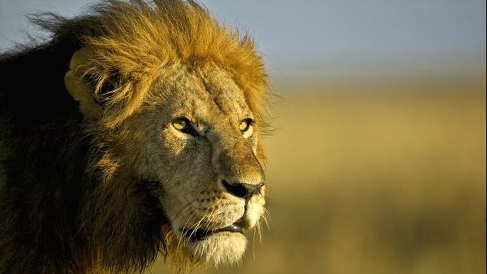 Smečka lvů napadla ošetřovatele v zoo. Před zraky návštěvníků ho trhali 15 minut