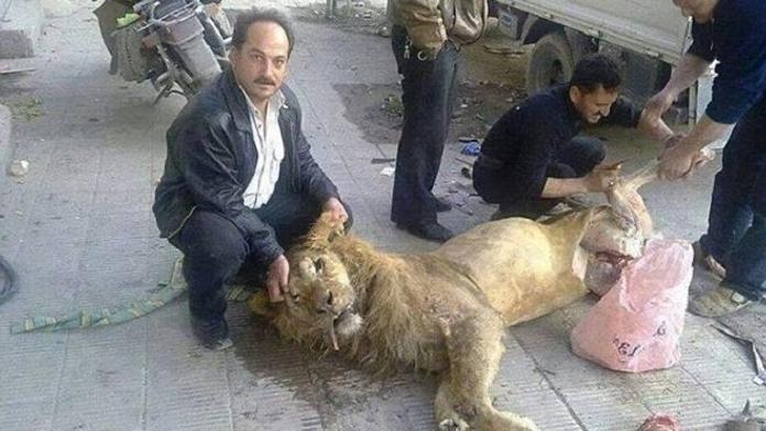 Obyvatelé Sýrie trpí hladomorem! Zoufalí lidé už jedí i zvířata ze ZOO