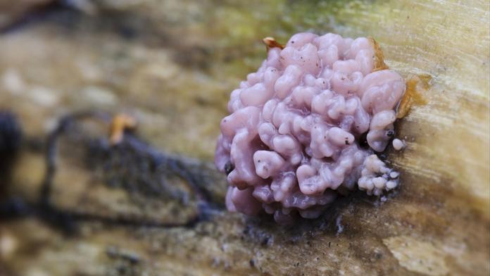 Chondrostereum purpureum