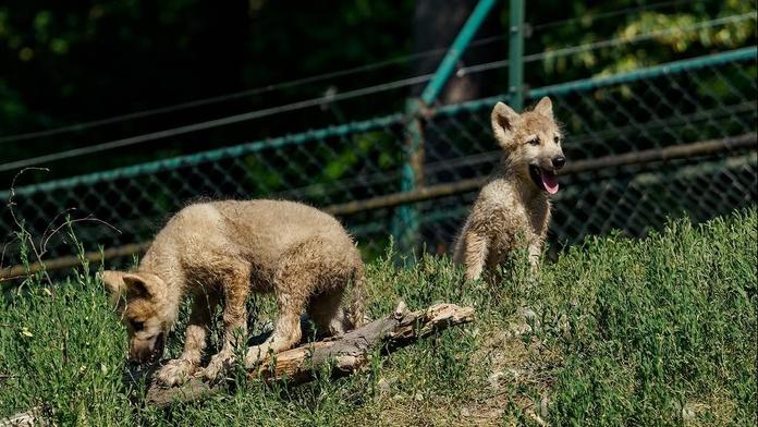 Vlk arktický v Zoo Brno