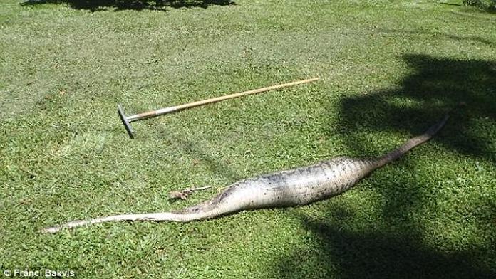 Rodině se ztratil kocour, na zahradě čekalo děsivé překvapení